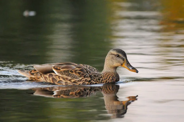 Enten Auf Dem See 2022 Sommer — Stockfoto