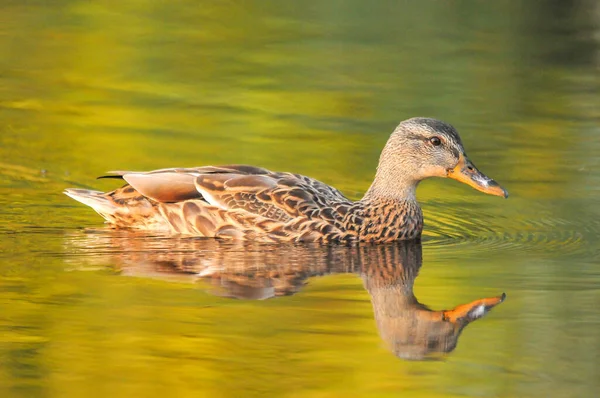 Ducks Lake 2022 Summer — Stock Photo, Image