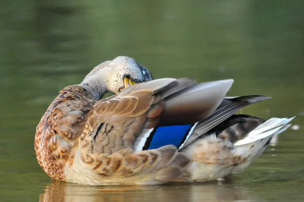 Ducks Lake 2022 Summer — Stock Photo, Image