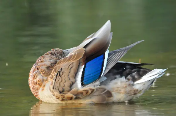 Enten Auf Dem See 2022 Sommer — Stockfoto