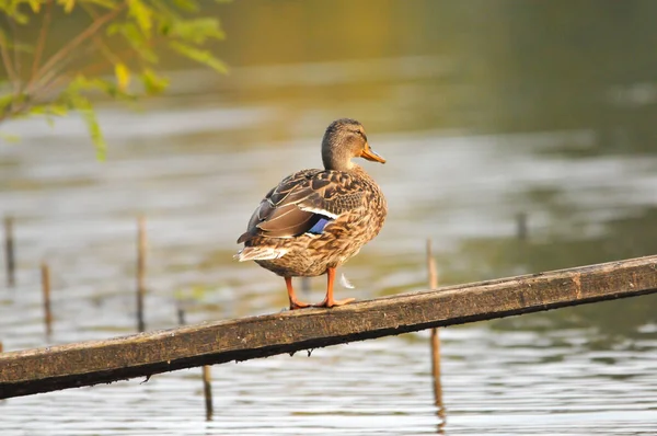 Patos Lago 2022 Verão — Fotografia de Stock