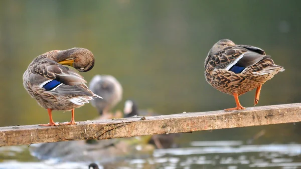 Enten Auf Dem See 2022 Sommer — Stockfoto