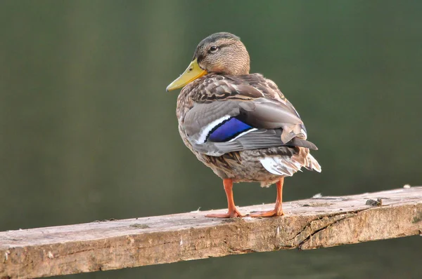 Enten Auf Dem See 2022 Sommer — Stockfoto