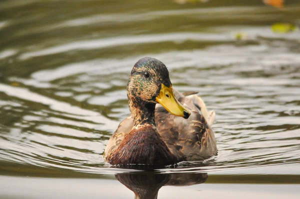 Enten Auf Dem See 2022 Sommer — Stockfoto