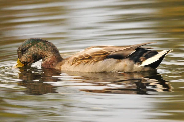 Enten Auf Dem See 2022 Sommer — Stockfoto