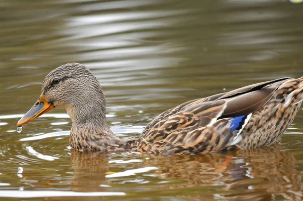 Canards Sur Lac 2022 Été — Photo