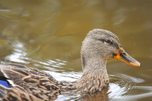 Ducks Lake 2022 Summer — Stock Photo, Image