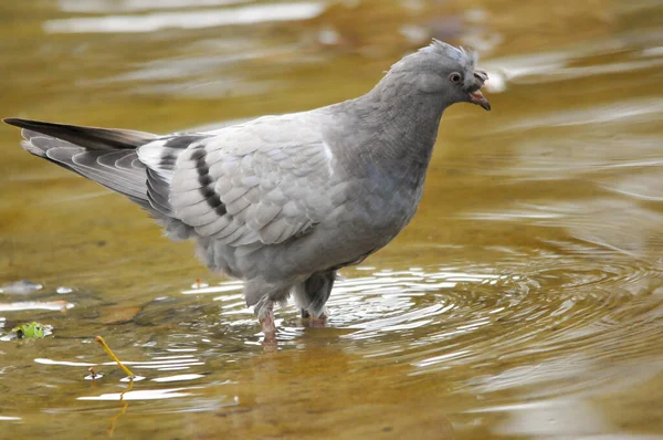 Ducks Lake 2022 Summer — Stock Photo, Image