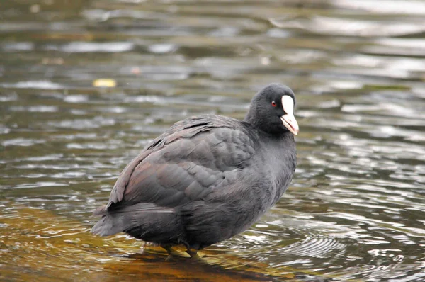 Enten Auf Dem See 2022 Sommer — Stockfoto