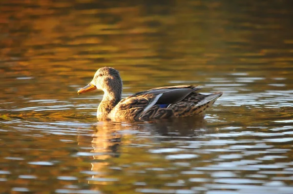 Enten Auf Dem See 2022 Sommer — Stockfoto