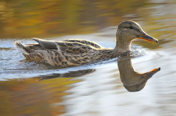 Enten Auf Dem See 2022 Sommer — Stockfoto