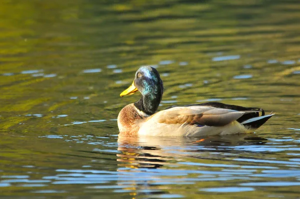 Enten Auf Dem See 2022 Sommer — Stockfoto