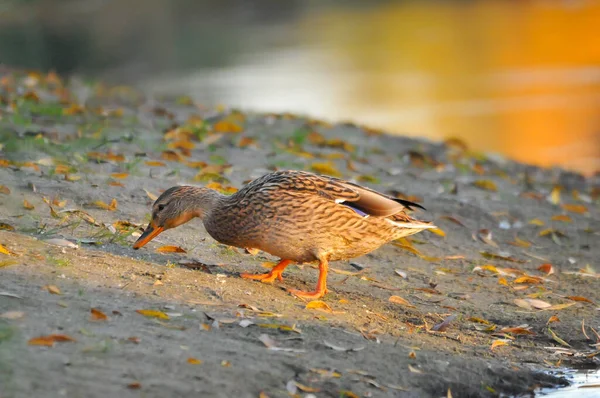 Patos Lago 2022 Verão — Fotografia de Stock