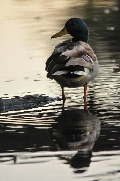 Enten Auf Dem See 2022 Sommer — Stockfoto