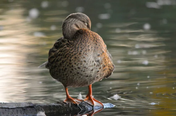 Enten Auf Dem See 2022 Sommer — Stockfoto