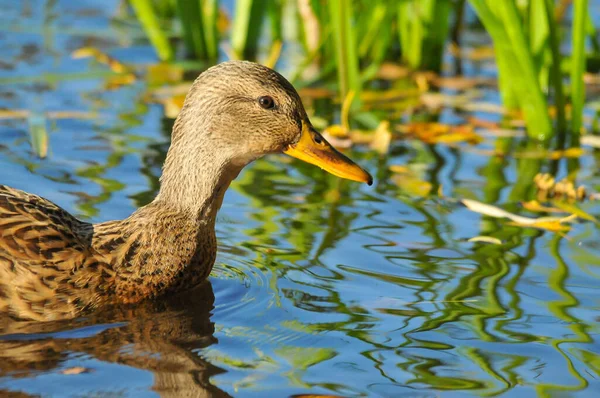 Patos Lago 2022 Verão — Fotografia de Stock