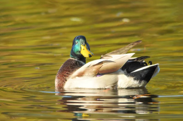 Enten Auf Dem See 2022 Sommer — Stockfoto