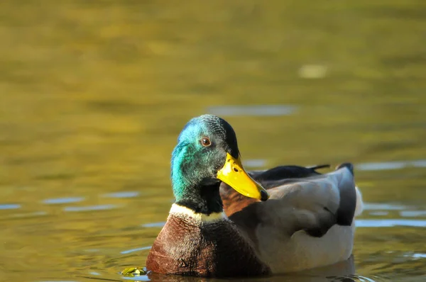 Enten Auf Dem See 2022 Sommer — Stockfoto