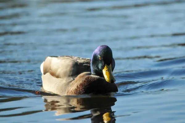 Ducks Lake 2022 Summer — Stock Photo, Image