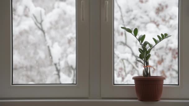 Groene bloemplant in bruine pot staande op vensterbank binnen met vallende witte sneeuw achter raam in de winter koud seizoen — Stockvideo