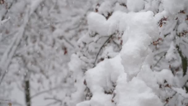 Venku příroda v zimě padající bílý sníh na větvích stromů chladné počasí ve zpomaleném filmu — Stock video