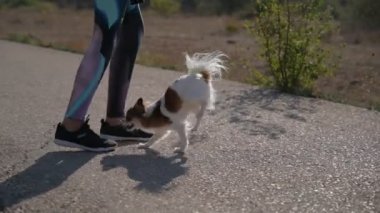 funny small chihuahua pet dog walking on front paws on asphalt during owner woman outdoor stunt training