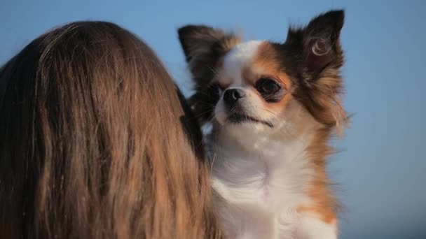 Young woman with long hair holding small chihuahua dog with love on blue sky background during outdoor leisure activity — Stock Video