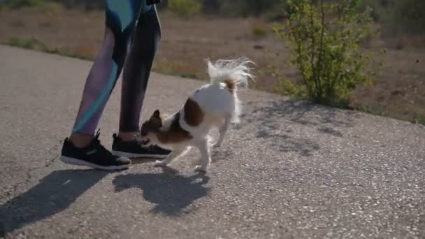 Divertido pequeño perro mascota chihuahua caminar en patas delanteras en asfalto durante la mujer dueña entrenamiento acrobático al aire libre — Vídeos de Stock