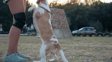 Kadın köpeğini dışarıda eğitiyor. Beagle arka ayakları üzerinde durur ve sahibiyle birlikte hareket eder. konsept: hayvan sadakati ve hayvan eğitimi