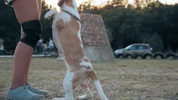女は屋外で犬を訓練する ビーグルは後ろ足で立ちオーナーと一緒に移動する ペットの服従と動物の訓練 — ストック動画