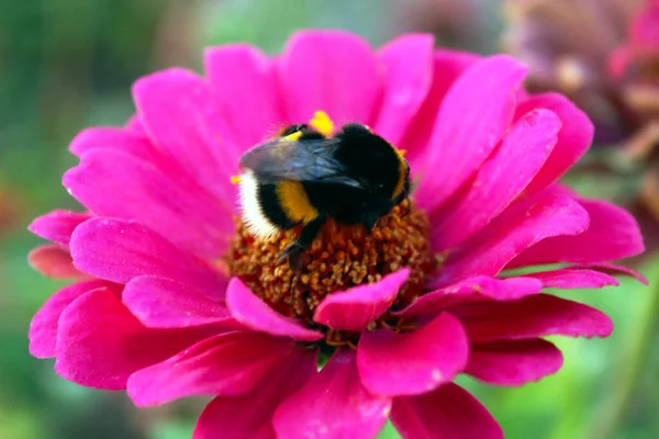 Beau Bourdon Dans Jardin — Photo