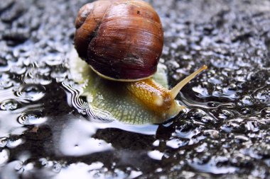 Açık asfalt bir yolda kabuktaki bir salyangozun yakın çekimi..