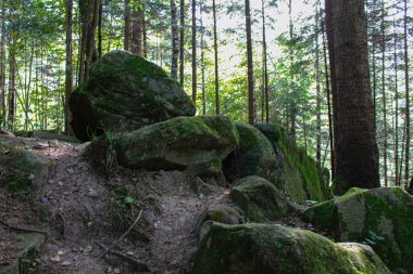 Dağlardaki güzel orman