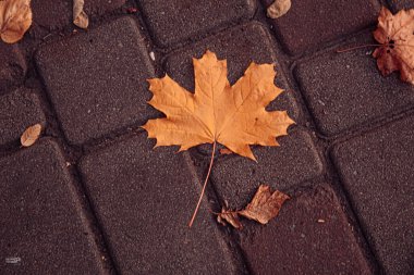 Sonbahar yaprakları yerde.