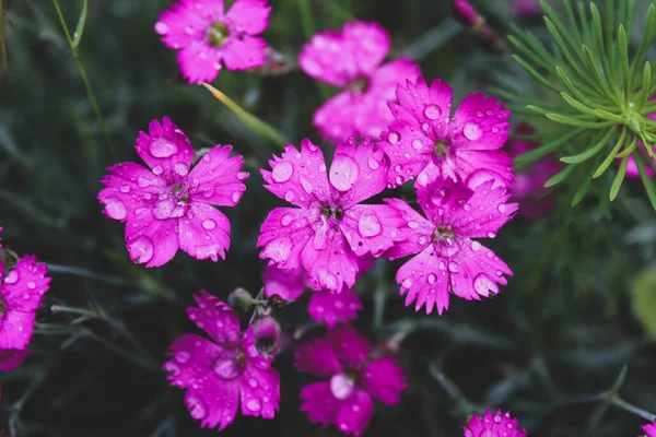 Mooie Bloemen Van Paars Violet Met Ondiep Focuspunt Achtergrond Van — Stockfoto