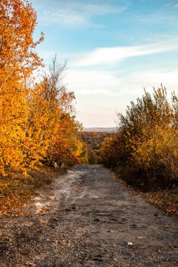Ormanın kırsalında sarı ağaçlarla güzel bir sonbahar manzarası.