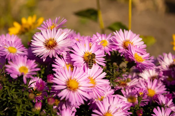 Gros Plan Des Fleurs Mise Point Sélective — Photo