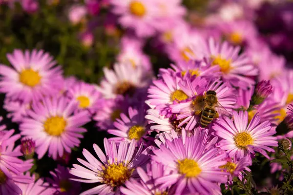 Abeille Sur Une Fleur Rose Dans Jardin — Photo