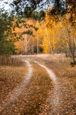 Ormandan geçen bir yol.