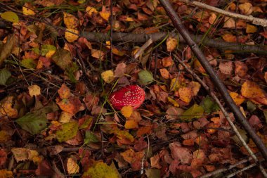 Tahta arka planda düşen sonbahar yaprakları
