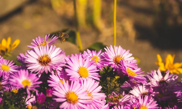 Fleurs Colorées Dans Jardin — Photo