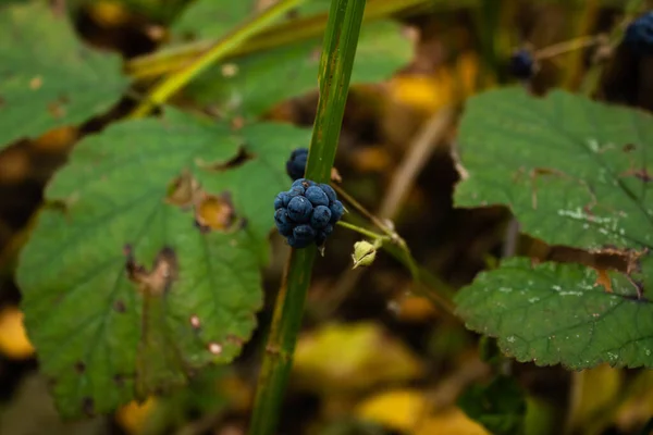 Bagas Vermelhas Maduras Groselha Preta Vinha Jardim — Fotografia de Stock