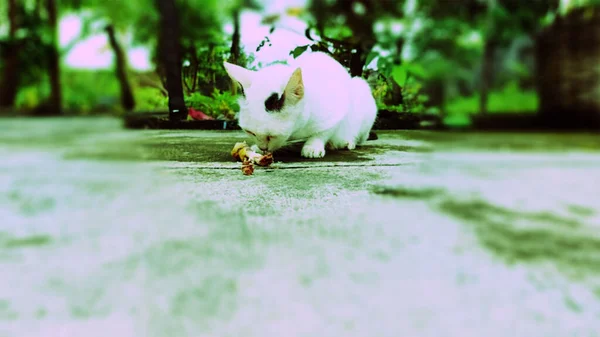 Cats Eat Bones Because Hungry — Stock Photo, Image