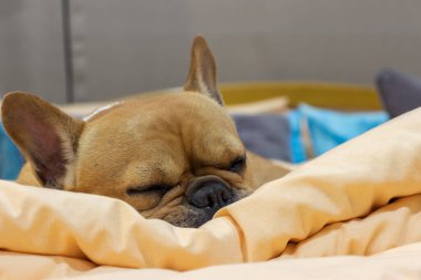 Kahverengi ve beyaz Fransız bulldog yatakta uyuyor.