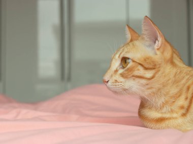 Yatak odasındaki pembe yatağa bakan turuncu kedi.
