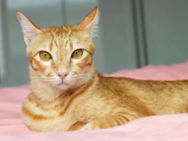 Yatak odasındaki pembe yatağa bakan turuncu kedi.
