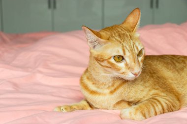 Yatak odasındaki pembe yatağa bakan turuncu kedi.