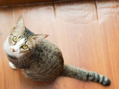 Gri kedi ahşap zemindeki kameraya bakıyor.