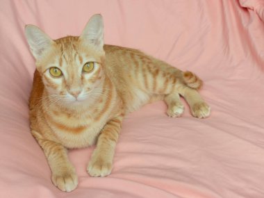 Yatak odasındaki pembe yatağın üzerindeki kameraya bakan turuncu kedi.