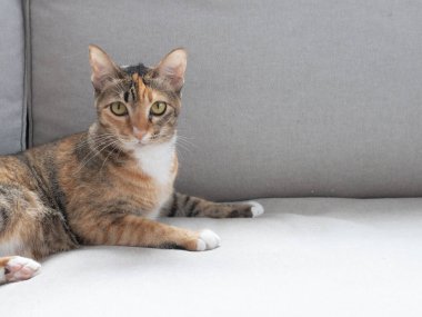 Üç renkli kedi gri kanepede kameraya bakıyor.